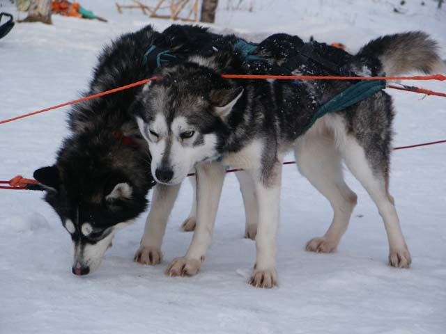 Sweet Huskies